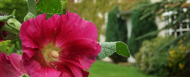 Gardening services in Sevenoaks, Tonbridge, Crowborough, Tunbridge Wells, Uckfield and East Grinstead