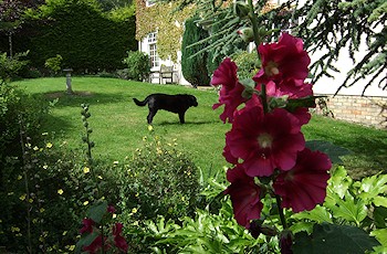 Garden Planting in Crowborough and Mayfield