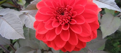 Spring gardening in East Sussex, West Sussex and Kent