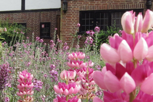 Gardener in East Sussex